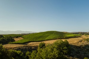 Weinberge1