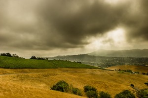 Weinberge2