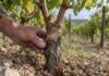 Veredelte Weinrebe mit sichtbarer Pfropfstelle